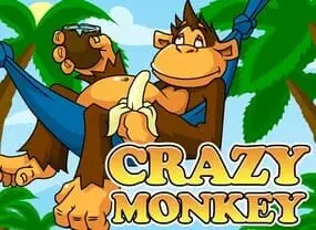 crazy monkey